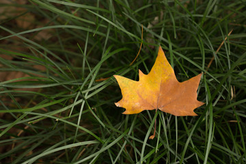 maple leaf on the grass