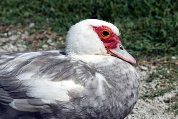 A silent duck at Lagoa de Sao Bras