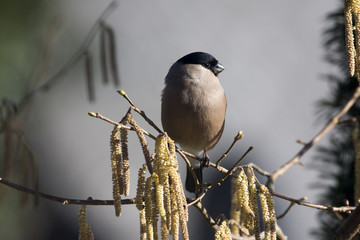 Dompfaff Weibchen hält Ausschau