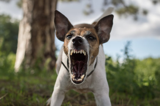 Aggressive dog on the hunt, fox terrier, danger, bared teeth