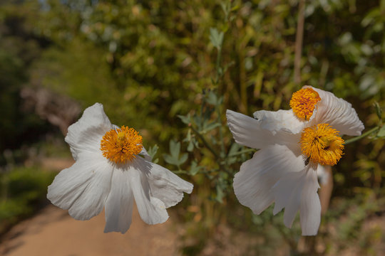 The flowers of the Romneya. Pinya de Rosa Botanical garden. Spain.  