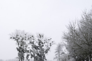 Giboulée de première neige sur arbres au bord de Loire 41220