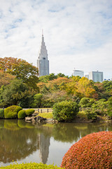 japanese autumn park, 新宿