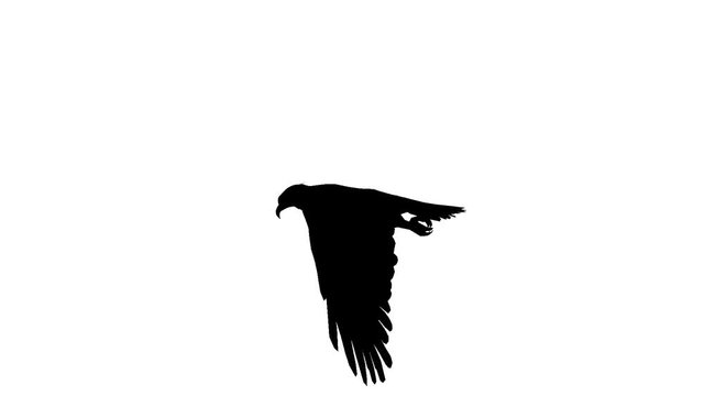 Black silhouette of a flying eagle. Alpha channel. Alpha matte. FullHD.