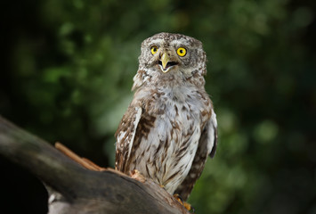 Beautiful little owl in the forest