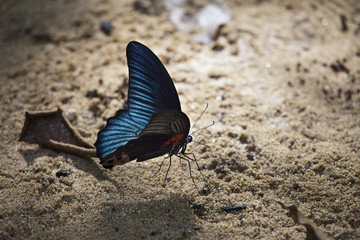 Grosser blauer Schmetterling in Thailand