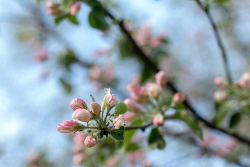 blooming cherry tree in spring