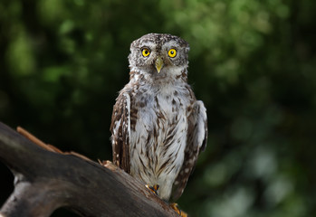 Little owl sitting on a branch in the forest