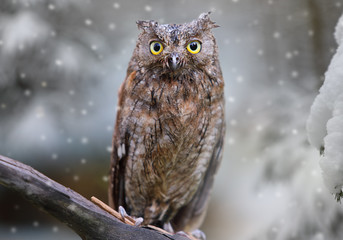 Eurasian (European) scops owl in the forest