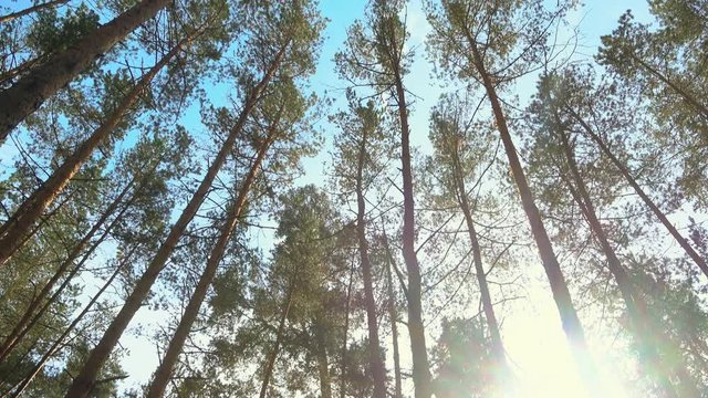 High pines in forest at beautiful day, sun through trees. Pine forest.