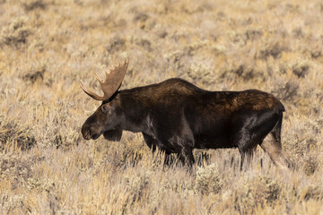 Bull Moose