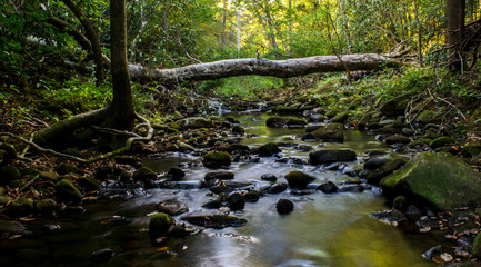 stream in the forest