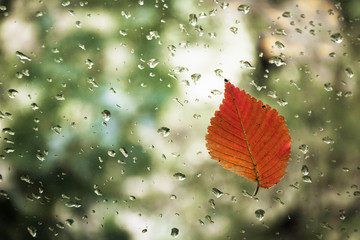 Red leaf on glass with water drops.