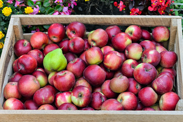 apples