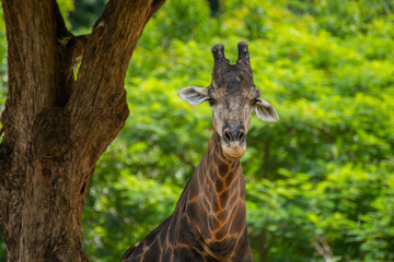 Close up of a giraffes