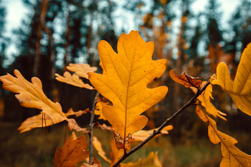 Autumn yellow leaves in the forest