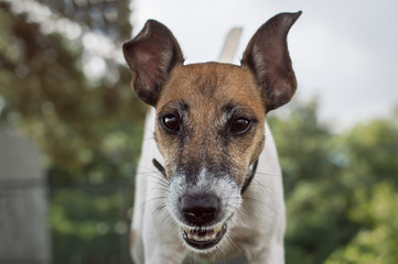 Fox Terrier for a walk in the open air, close-up