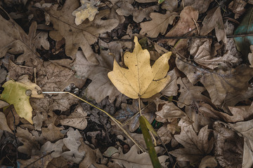 Autumn yellow leaves in the forest