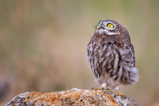 Young Little owl (Athene noctua) sitting on a stone and looks up