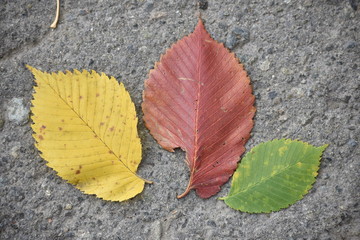 leaves, yellow, red, green