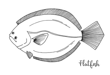 Hand drawn flatfish. Vector illustration in sketch style