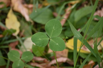 clover 