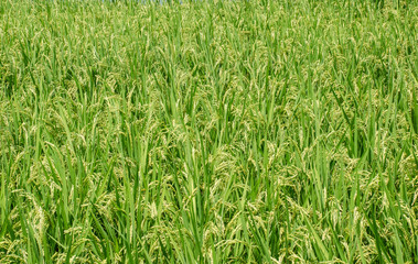 実り穂を垂れる 夏の稲