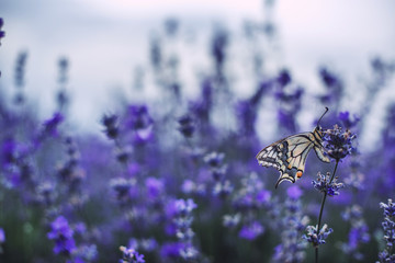 Fototapeta premium Lavender flowers with buterfly