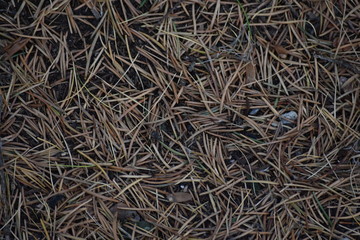 fallen larch needles