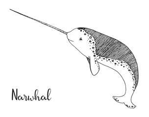 Hand drawn narwhal. Vector illustration in sketch style © arkadiwna