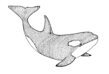 Hand drawn killer whale. Vector illustration in sketch style © arkadiwna