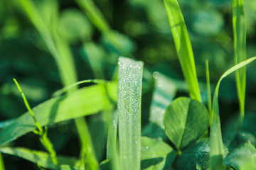 Dew on the green grass