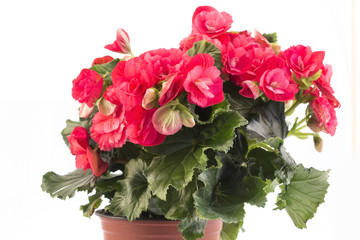 Red Begonia Potted Isolated on White