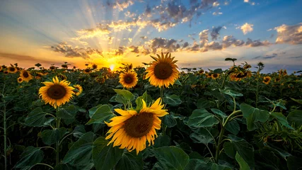 Sommerlandschaft: Schönheitssonnenuntergang über Sonnenblumenfeld © ruslan_khismatov