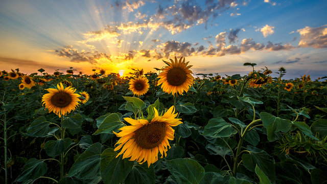 Summer Landscape: Beauty Sunset Over Sunflowers Field