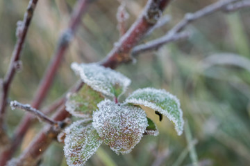 hoarfrost on green leaves