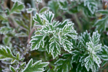 hoarfrost on green leaves