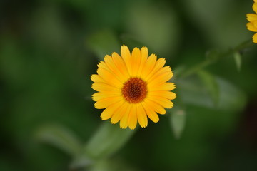 calendula