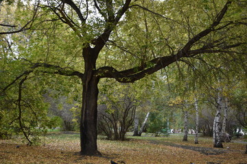 Naklejka premium tree