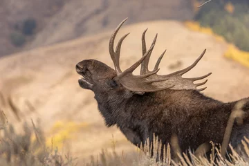 Fotobehang Bull Shiras Moose in the Fall Rut © natureguy