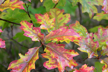 autumn wet red oak leaves, selective focus