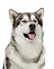 portrait of dog Alaskan malamute