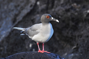 bird on the galapagos island of San Cristobal