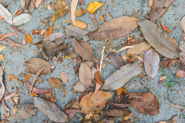 Leaves fall on many roads
