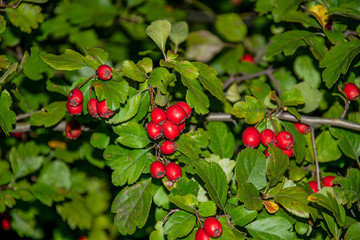 briar bush growing in the wild