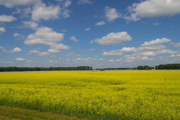Fototapeta premium Landscape of multicolored field of yellow flowers, ripened to fall for collection, passing into gray plants under a bright blue sky with clouds a clear autumn summer day and green trees on horizon