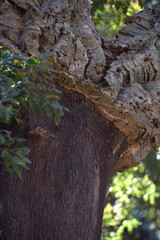 quercus suber tree, cork oak or quercus suber in sardinia in mediterranean