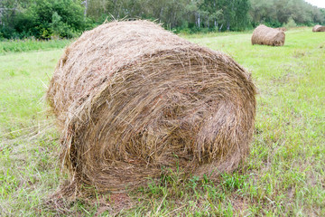 A large haystack of dry hay at the time of harvesting and rolled up on a roll lies on the green grass and nearby lie other haystacks with forest in the background