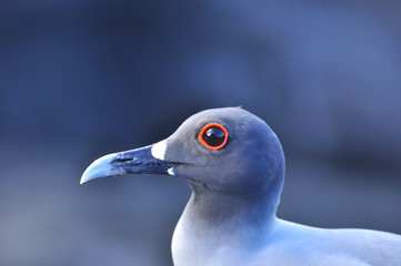 bird on the galapagos island of San Cristobal