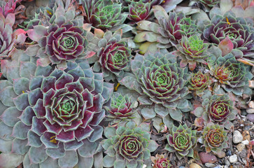 Colorful hens and chicks plants